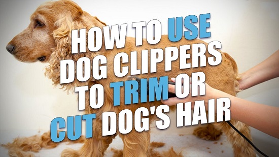 The Best Dog Clippers